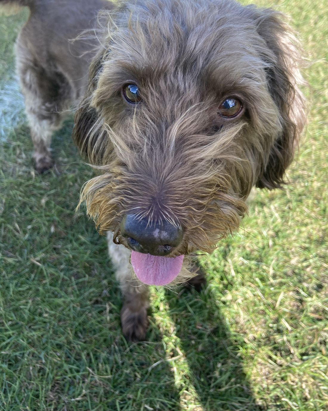 Poppy, a silvery-brown miniature labradoodle, looking straight up at the camera on the grass with her tongue out