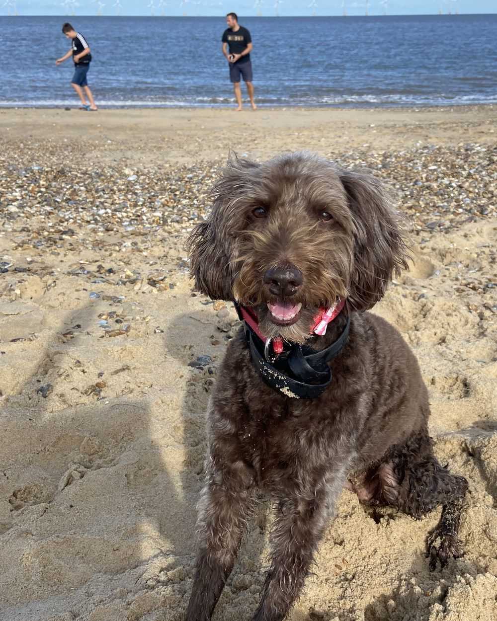 Poppy grinning on the beach in her harness, with the sea and two of the boys paddling behind her