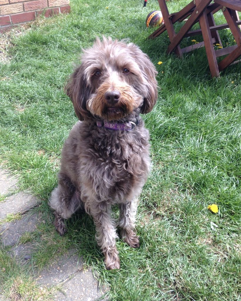 Poppy sitting on the lawn in the secure back garden where boarding dogs play