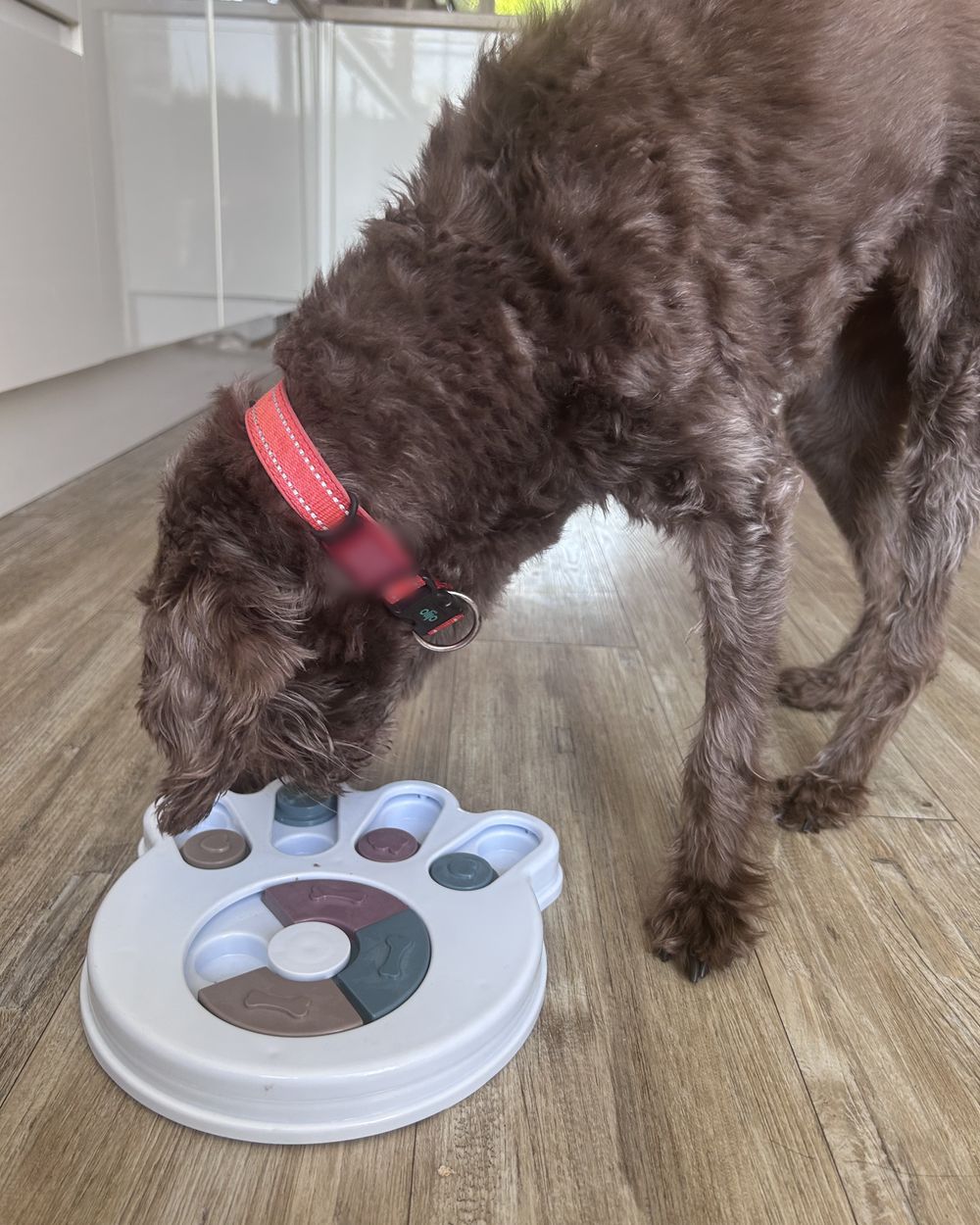Poppy nose-deep in a paw-shaped puzzle feeder on the kitchen floor, working out which compartment the treat is hiding in