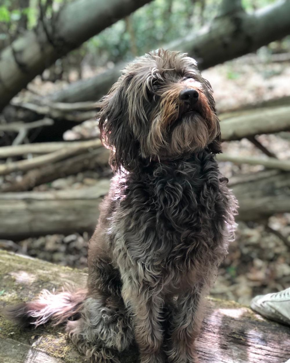 Poppy sitting on a fallen log in the woods, looking up with her head tilted